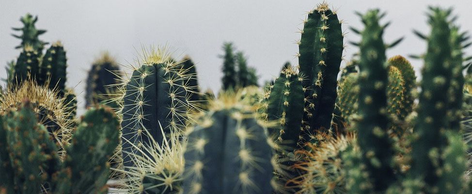 Cactus en el feng shui