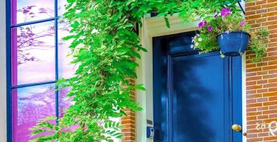 plantas para la entrada exterior segun el feng shui